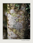 Corylus avellana 3