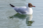 black headed gull Chroicocephalus ridibundus-5052