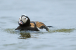 Long-tailed Duck (male) swimming, Iceland