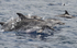 Spotted dolphins