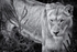 Long live the Queen (Lioness)