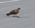 Pallid Harrier