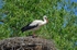 White Stork
