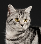 Catershan Silver Harriette (18)