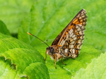 Heath Fritillary