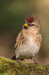 Redpoll