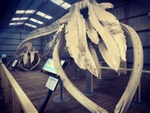 Whaling Station Museum Albany Western Australia