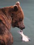 1 Brown bear catching salmon