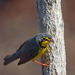 Canada Warbler (m)