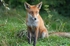 Red Fox