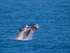 Breaching Southern Right Whale in Walker Bay, South Africa
