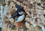 Puffin