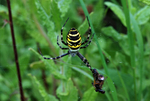 Wasp Spider