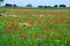 Evros Delta, East Macedonia and Thrace, Greece
