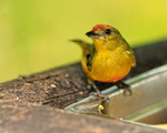 Spot-crowned Euphonia portfolio