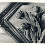 Flowers portfolio