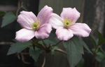 Clematis Montana 