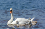 Swan with cygnets in Christchurch