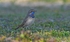 Red-spotted Bluethroat