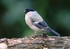 Bullfinch