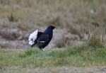 Black Grouse