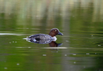 Goldeneye