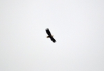White-tailed Eagle