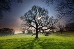 Spring sunlight through a Tree.      ref 7132