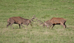 Red Deer - Cervus elaphus