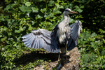 Ruffling its feathers - Grey Heron