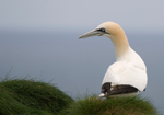Gannet