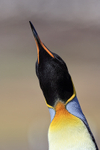 King Penguin sways head, Volunteer Point, Falklands