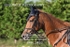 BPP_2433