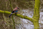 Jay with acorn on branch