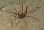 Edwardsia claparedii