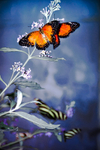 Two Orange Butterflies