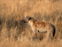 Spotted Hyena