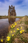 Whitby Abbey Daffodils