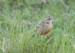 Rosy-breasted Longclaw