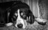 Izzy