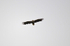 White-tailed Eagle