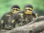 Ducklings