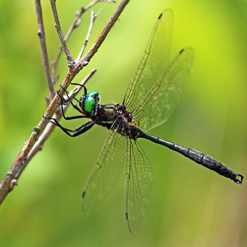 A Clamp-tipped Emerald male.
