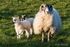 Ewe and Two Lambs
