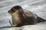 Young harbour seal 1650