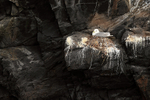 Black-legged Kittiwake nest on black cliff face, Whittier, Alaska