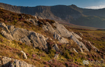 Heather in bloom, Cadair Idris