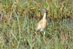 Squacco Heron