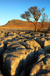 Lone Tree growing through Limestone Pavement at White Scar.  Ref 6707