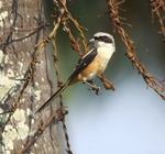 Long Tailed Shrike
